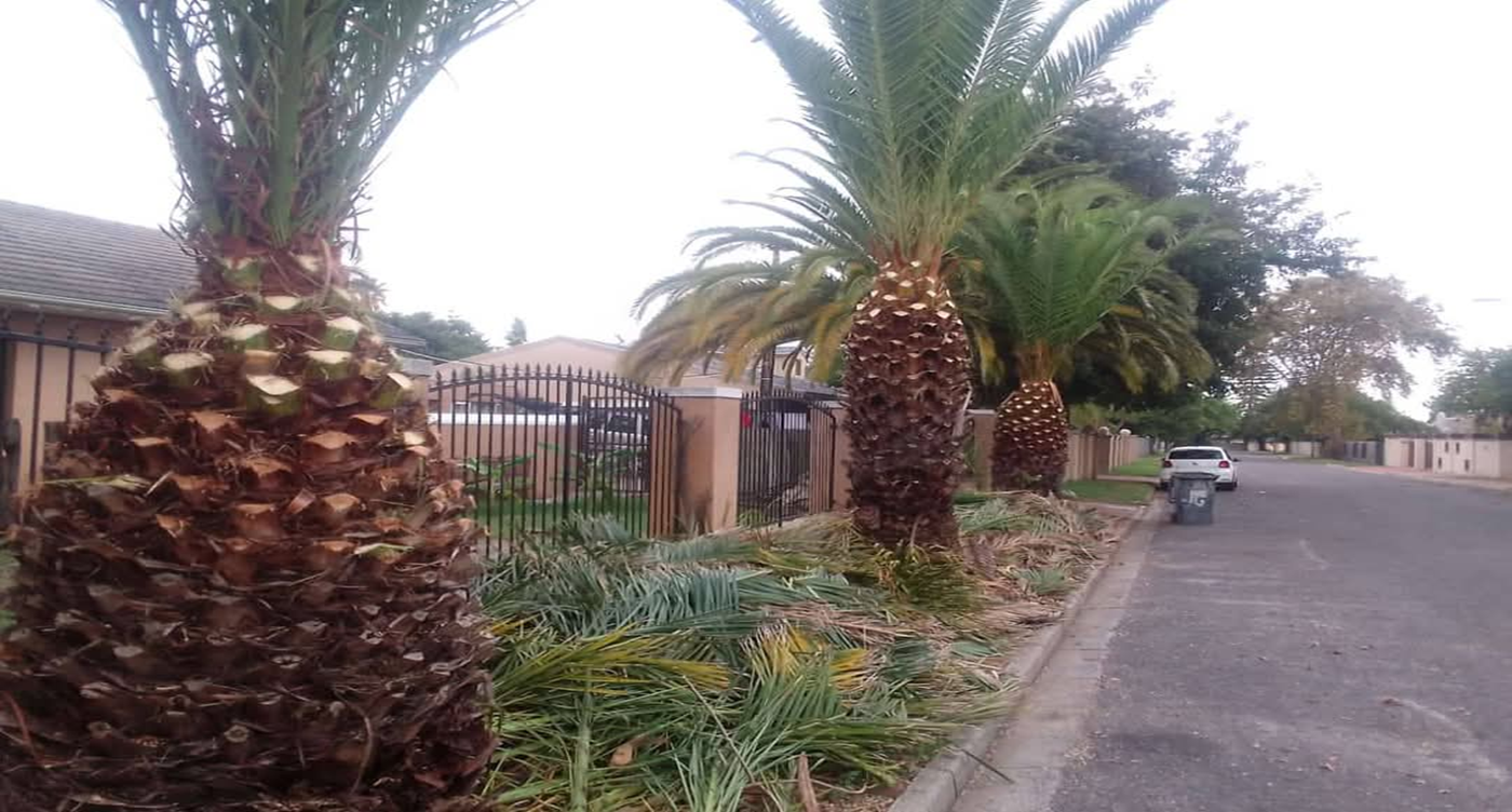 StumpGrinding & Removal